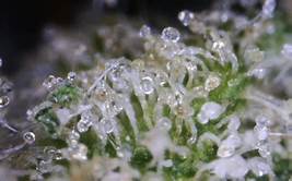 image of terpene