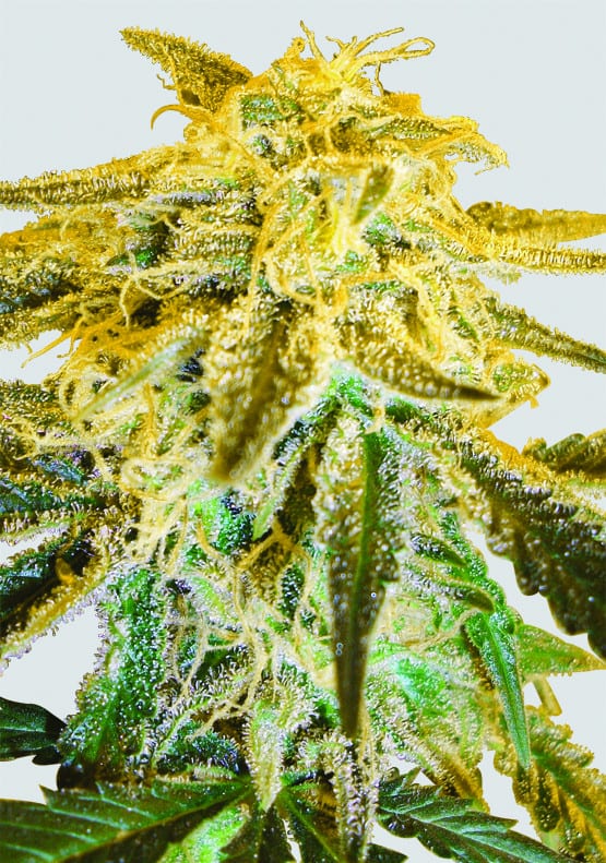 BEST INDICA STRAINS 2020