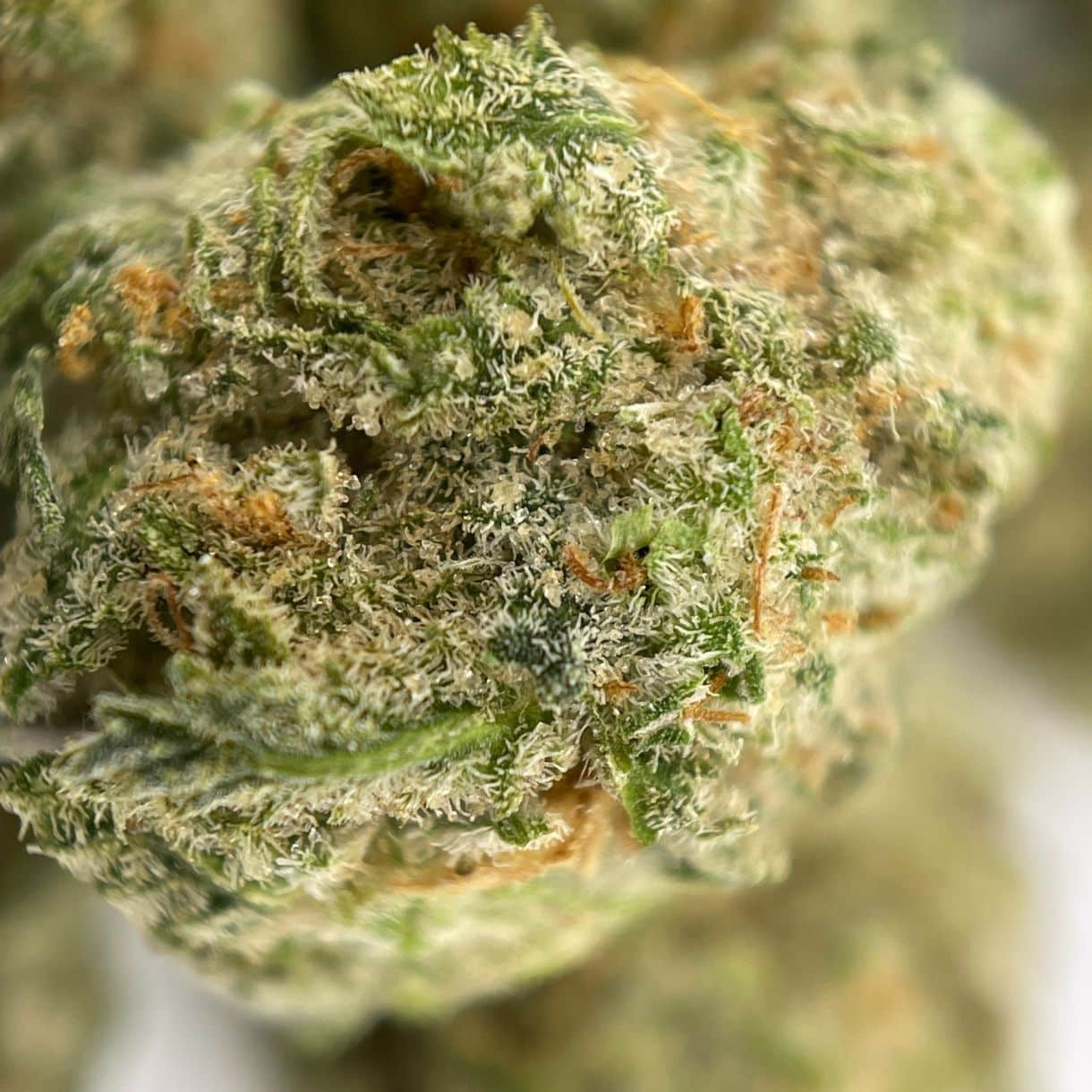 Balanced Hybrid Flower