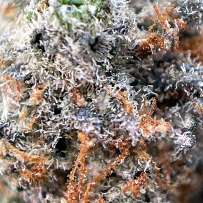 DIRTY LITTLE SECRET (SMALLS) - SATIVA - (AAA) - Image 2