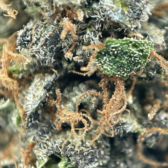 PURPLE CANDY - BALANCED HYBRID - (AAA) - Image 2