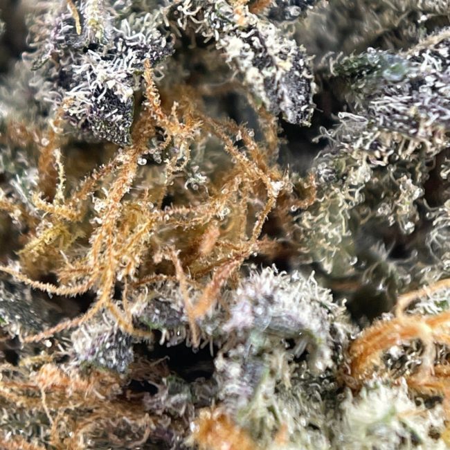 28gr - CEMENT SHOES - INDICA - (AA) - Image 2