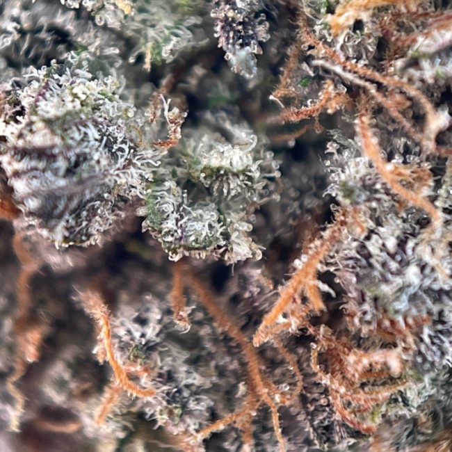 CHOCOLATE KUSH - INDICA - (AAA) - Image 2