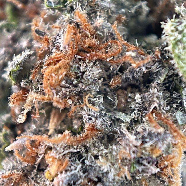 CRITICAL KUSH - INDICA - (AAA) - Image 2