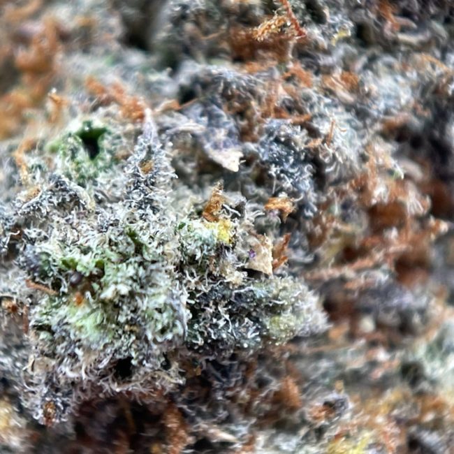 DIRTY LITTLE SECRET - SATIVA - (AAA) - Image 2