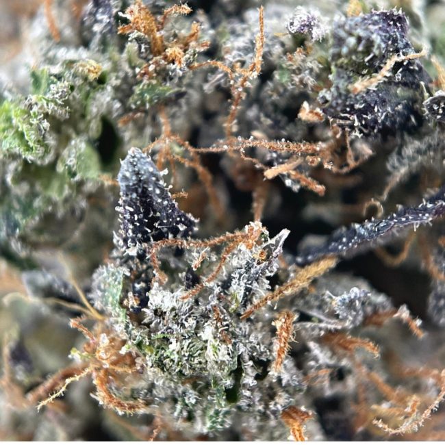 28gr - MASTER KUSH ULTRA - BALANCED HYBRID - (AAA) - Image 2
