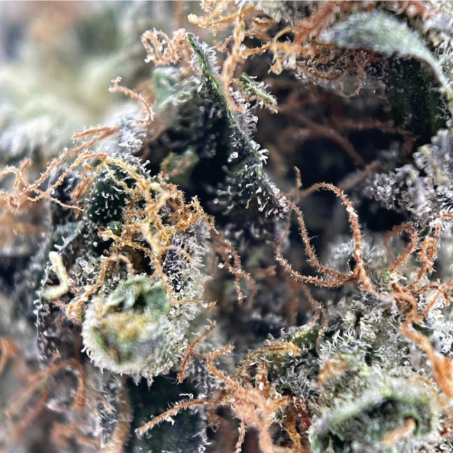 28gr - PINE TAR KUSH - INDICA - (AAA) - Image 2