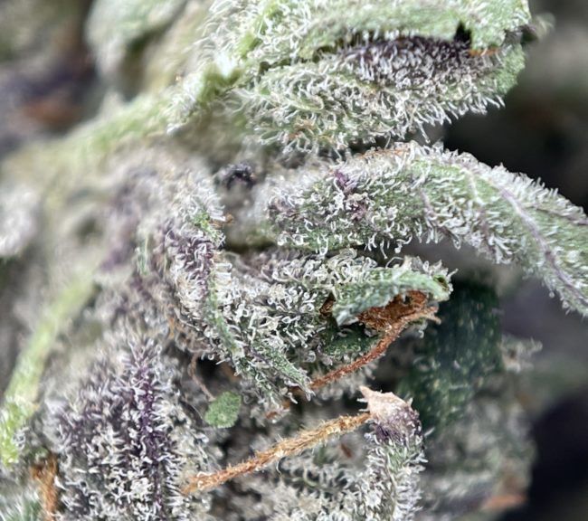 28gr - PINK DEATH STAR (SMALLS) - INDICA - (AAA) - Image 2