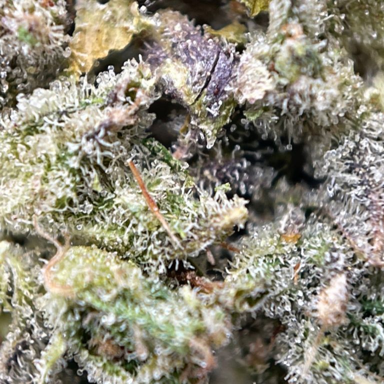 gg4 2