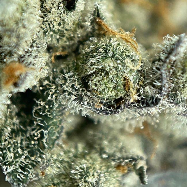 FROSTED FLAKES (SMALLS) - INDICA - (AAA) - Image 2