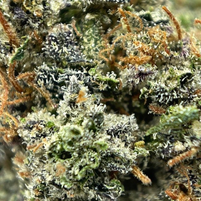 OG KUSH - BALANCED HYBRID - (AAA) - Image 2