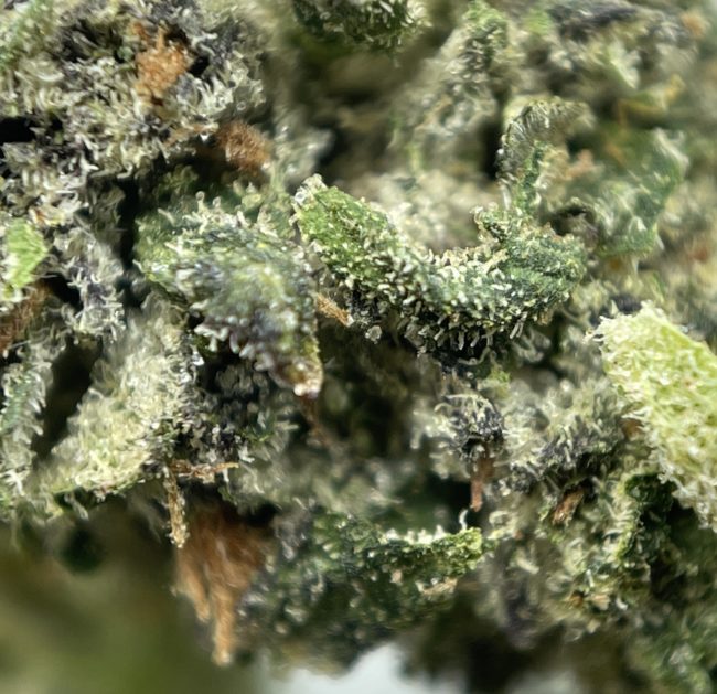 OG KUSH (SMALLS) - BALANCED HYBRID - (AAA) - Image 2