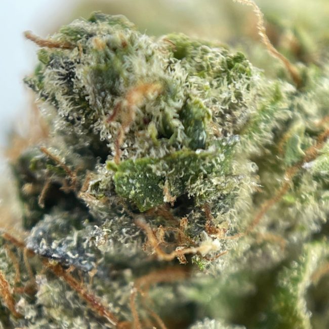 TAR MONSTER - INDICA - (AAAA) - Image 2