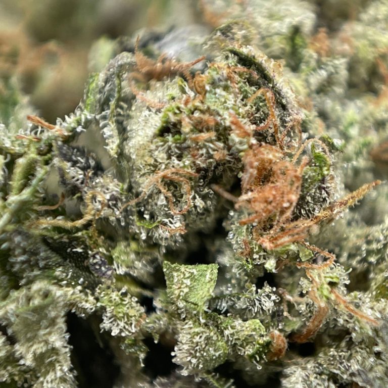 white death 2