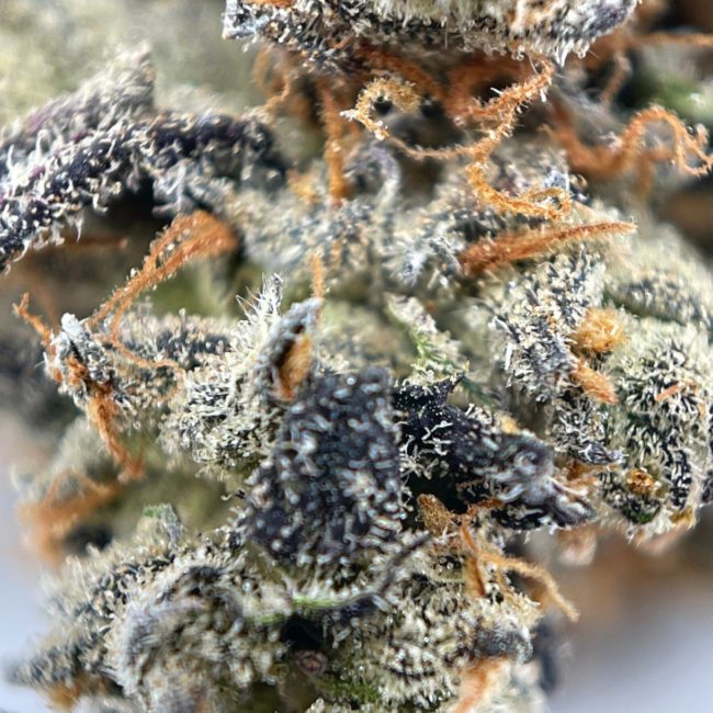 BANANA CREAM - INDICA - (AAA) - Image 2