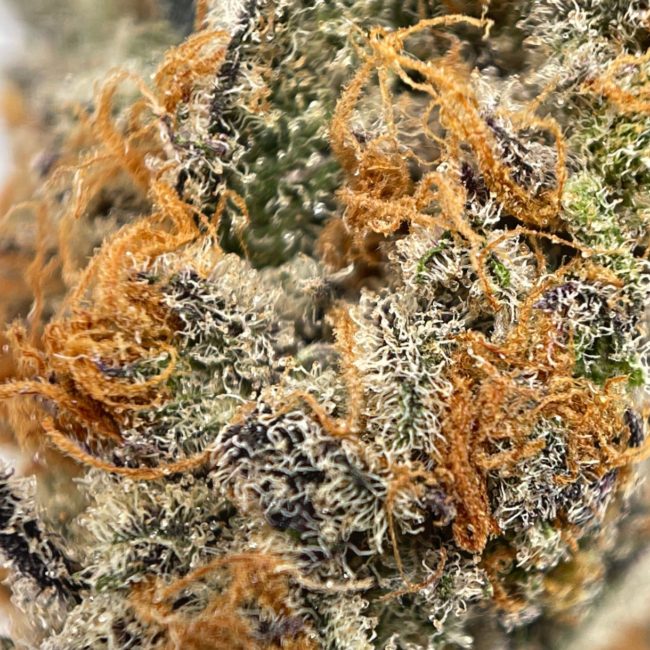 COLOUR OF SPACE - INDICA - (AAAA) - Image 2