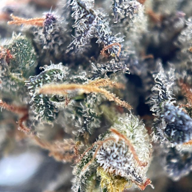 VANILLA CAKE - INDICA - (AAA) - Image 2