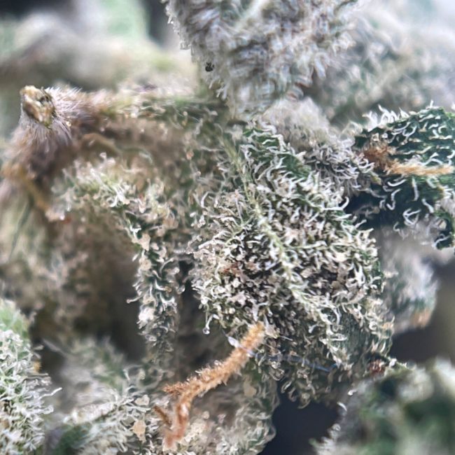 VANILLA CAKE (SMALLS) - INDICA - (AAA) - Image 2