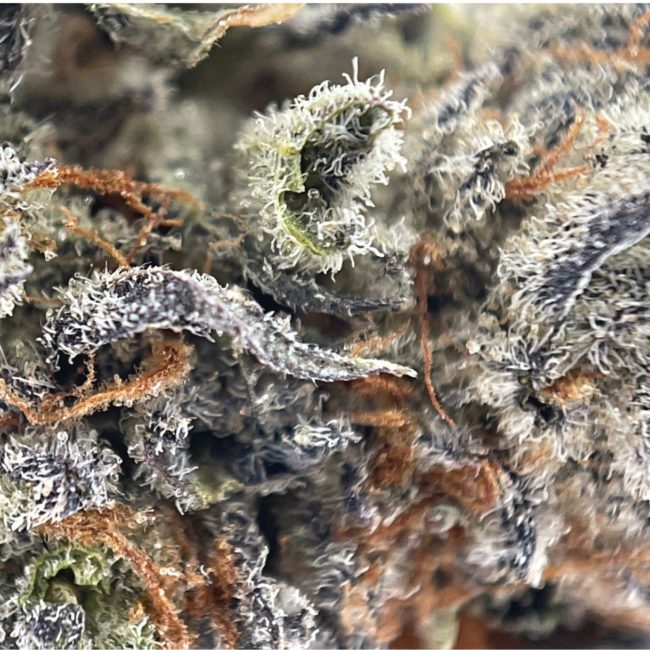 CHIMERA - INDICA - (AAAA) - Image 2