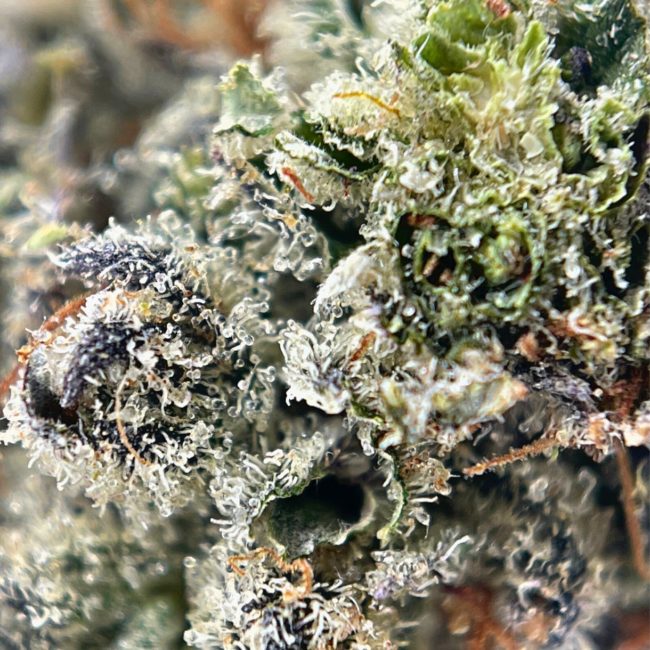 GRAPE CAKE - INDICA - (AAA) - Image 2