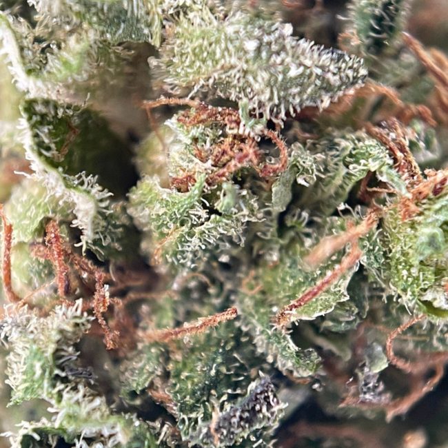 9 LB HAMMER - INDICA - (AAA) - Image 2