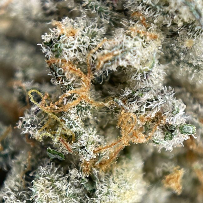 28gr - FROSTED GELATO (SMALLS) - BALANCED HYBRID - (AAA) - Image 2