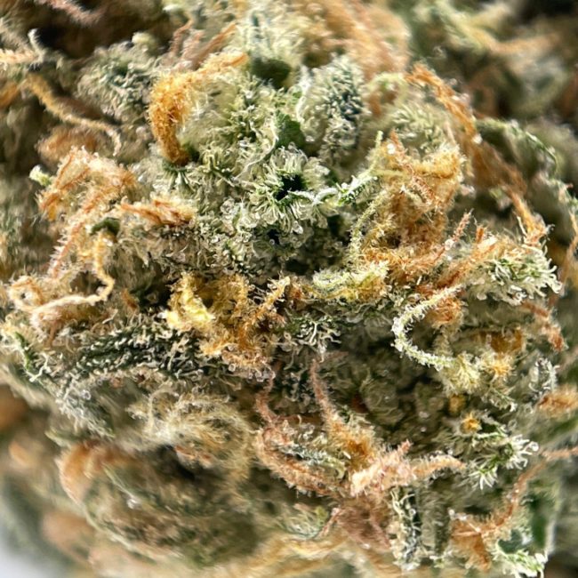 PREDATOR PINK - INDICA - (A) - Image 2