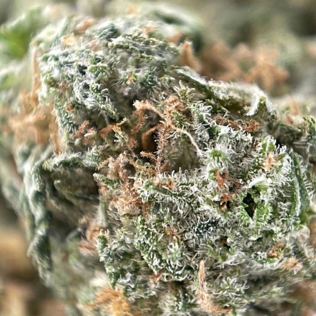 PREDATOR PINK (SMALLS) - INDICA - (A) - Image 2