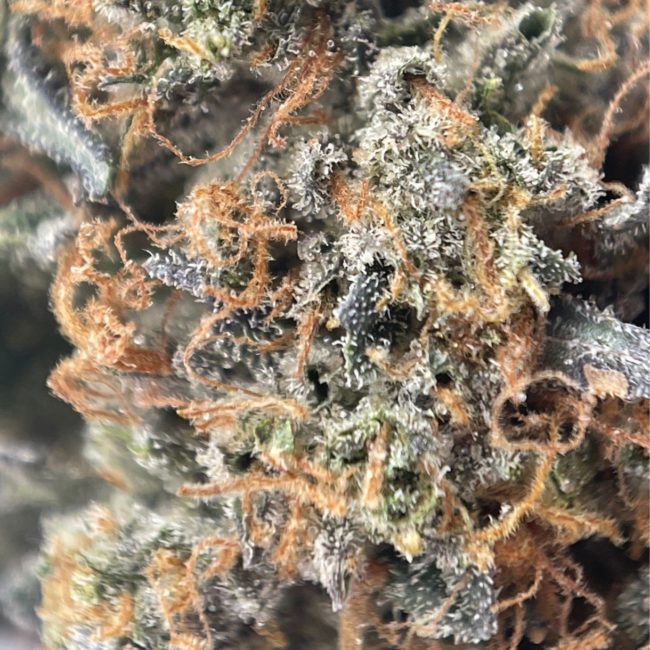 EL JEFE - INDICA - (AAA) - Image 2