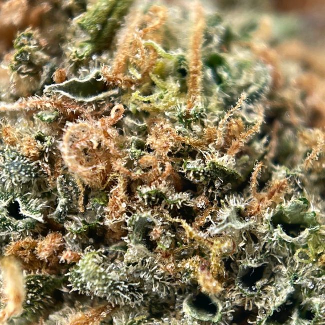 PHANTOM OG - BALANCED HYBRID - (AAA) - Image 2