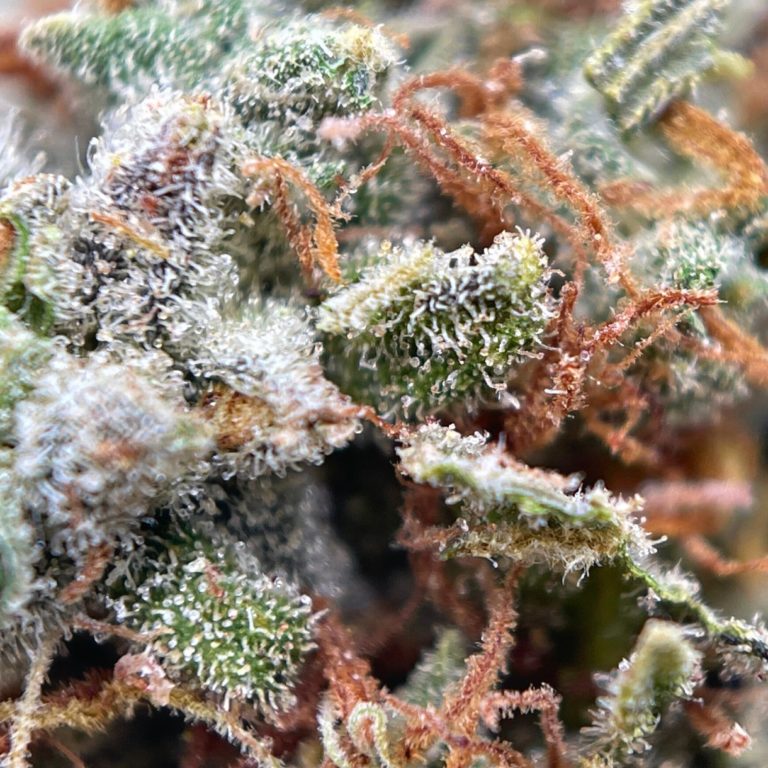 pp super skunk 2