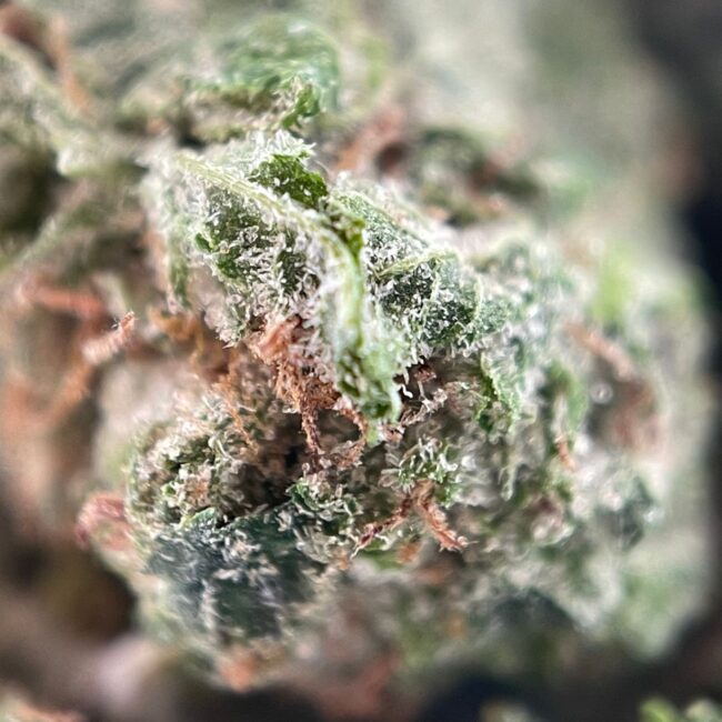 28gr - EL CHAPO (SMALLS) - INDICA - (AAA) - Image 2