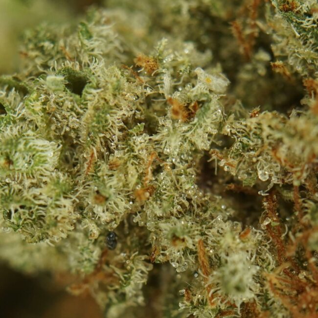 28gr - JET FUEL - SATIVA - (AAA) - Image 2