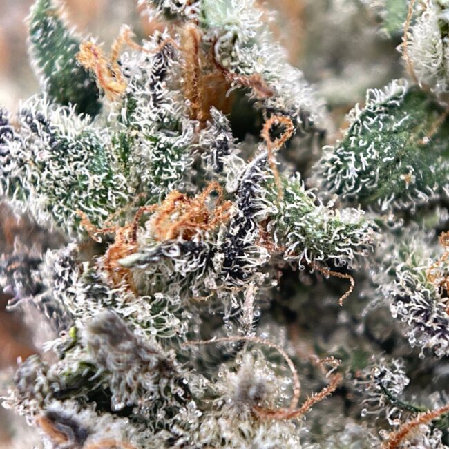 28gr - WHITE RUNTZ - BALANCED HYBRID - (AAA) - Image 2