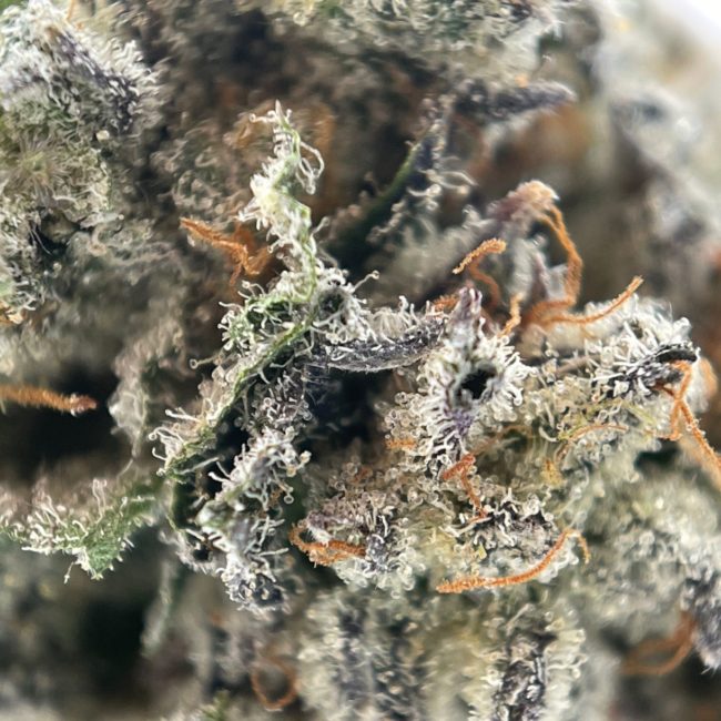 999 - INDICA - (AAA) - Image 2