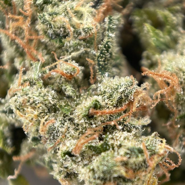 HINDU TAHOE - BALANCED HYBRID - (AAA) - Image 2