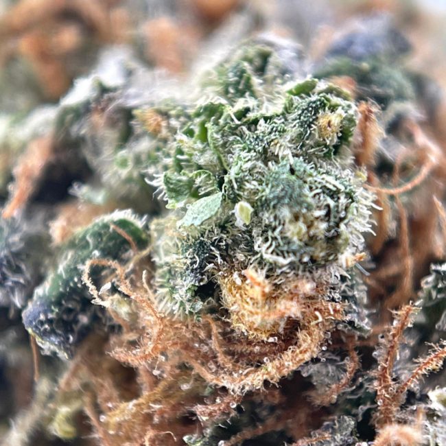 MR. CLEAN - SATIVA - (AAA) - Image 2