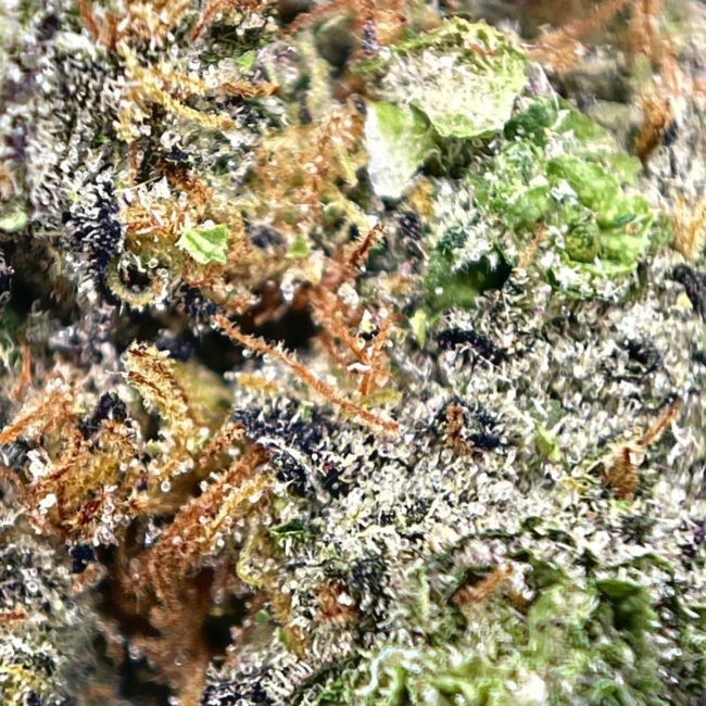 TROPSANTO - INDICA - (AAA) - Image 2