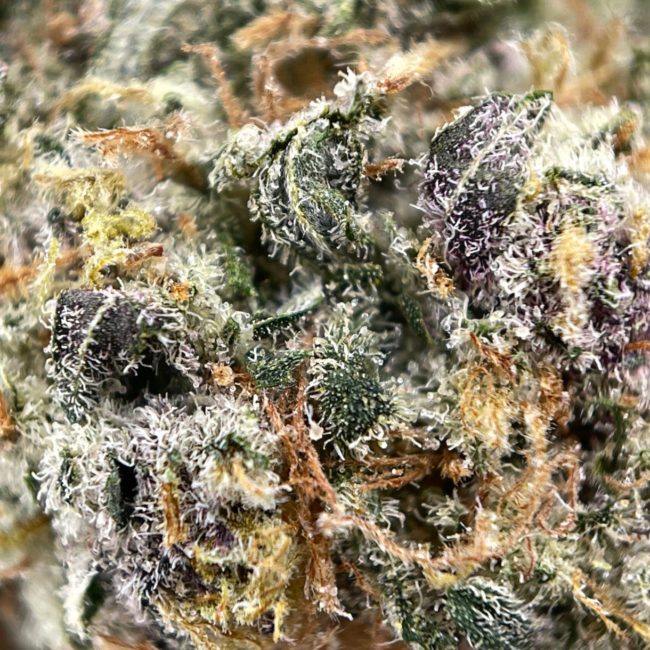 POWER PUNCH (SMALLS) - BALANCED HYBRID - (AAA) - Image 2