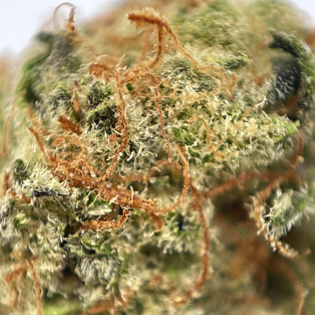 LA RUNTZ - INDICA - (AA) - Image 2