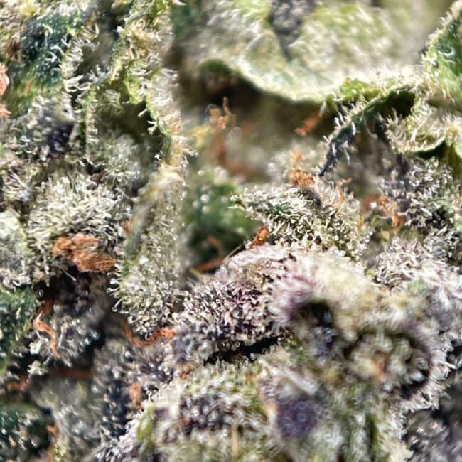 STANK BREATH - INDICA - (AAA) - Image 2
