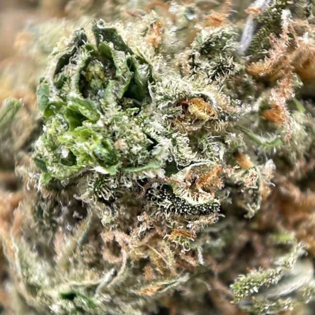 SUGAR COOKIES - BALANCED HYBRID - (AAA) - Image 2