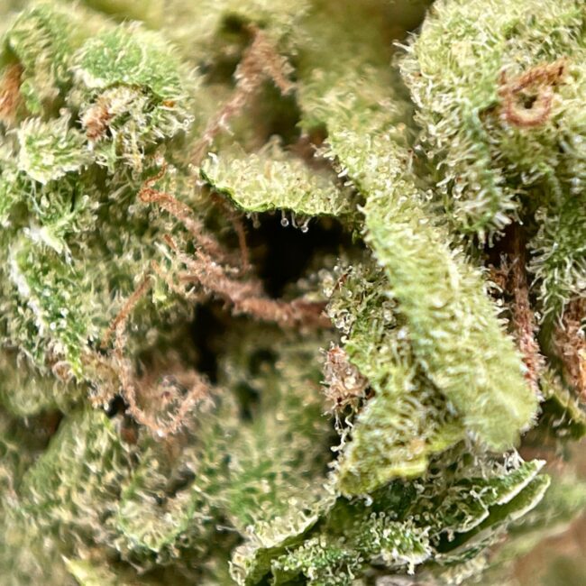 TALISMAN (SMALLS) - INDICA - (AAA) - Image 2