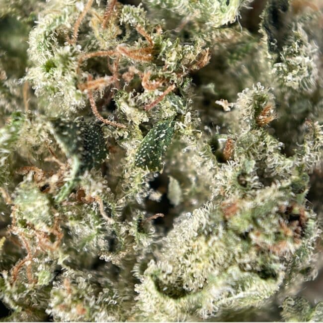 28gr- BLACK TUNA - BALANCED HYBRID - (AAA) - Image 2