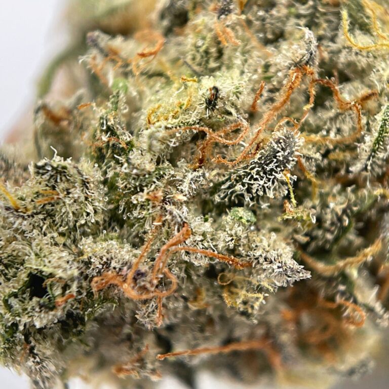 PP coco 2