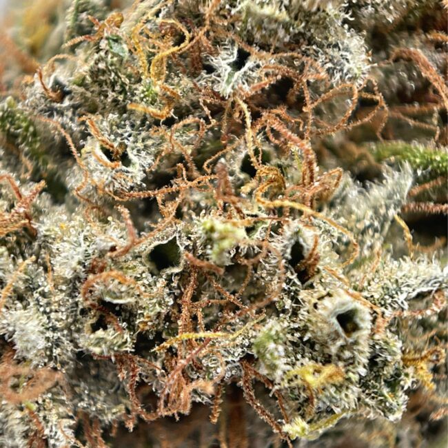 DOLATO - INDICA - (AAA) - Image 2