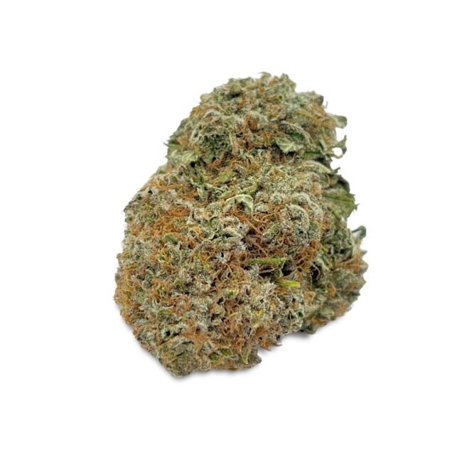 DOLATO - INDICA - (AAA)