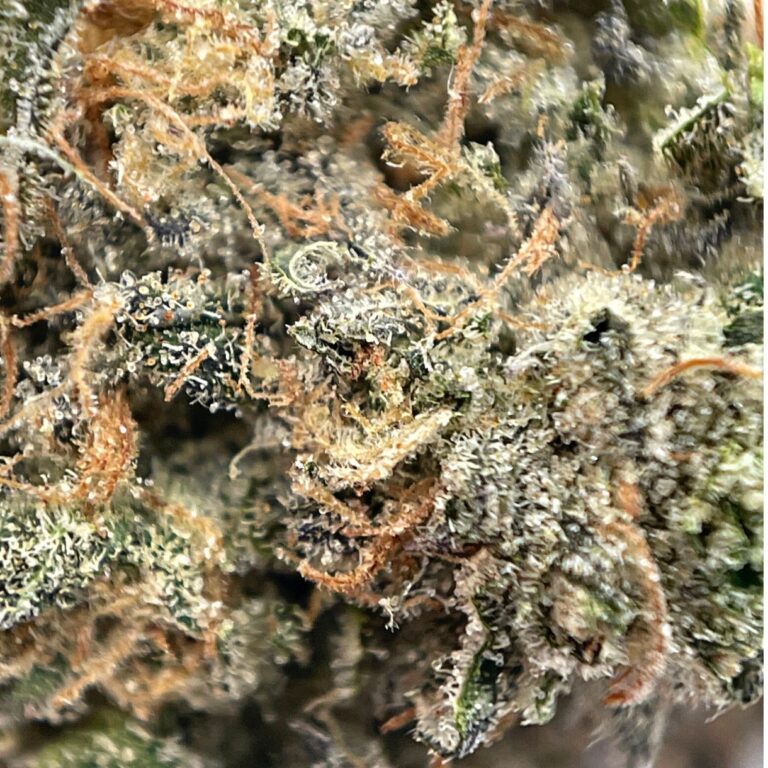 PP lic kush 2