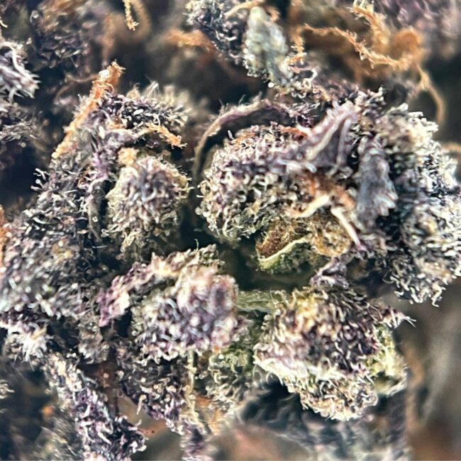 DRAGON'S BREATH - BALANCED HYBRID - (AA) - Image 2