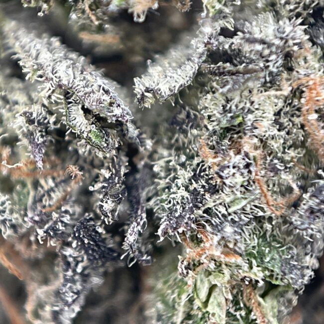 FARM FUEL - BALANCED HYBRID - (AAAA) - Image 2